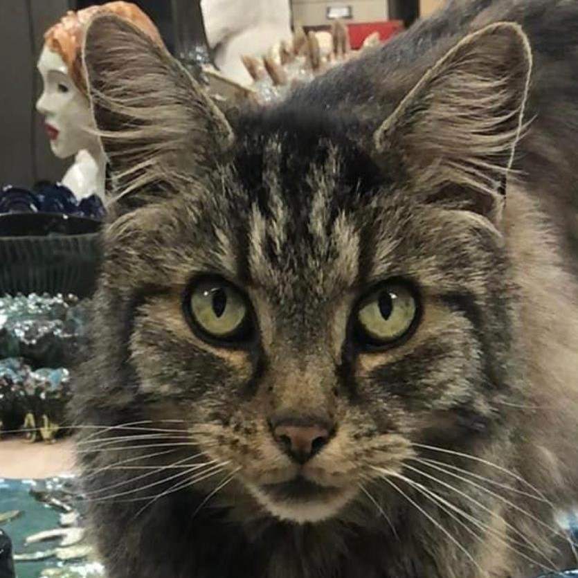 Marilyn, studio cat, potters' friend, the shire workshops